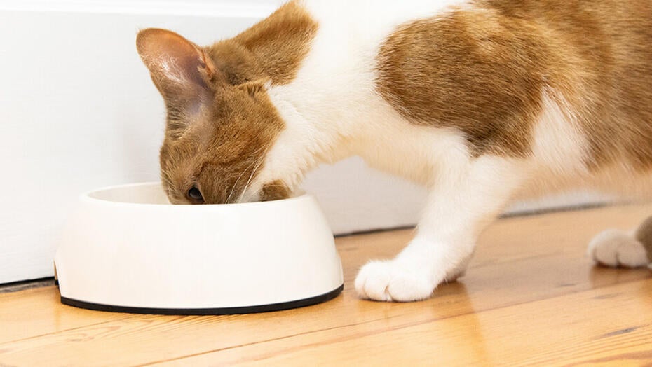 Vyskúšajte špeciálne krmivo a zlepšite kvalitu života vašej mačky