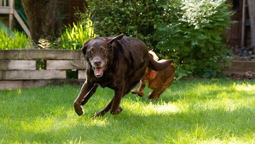 Pes beží s iným psom