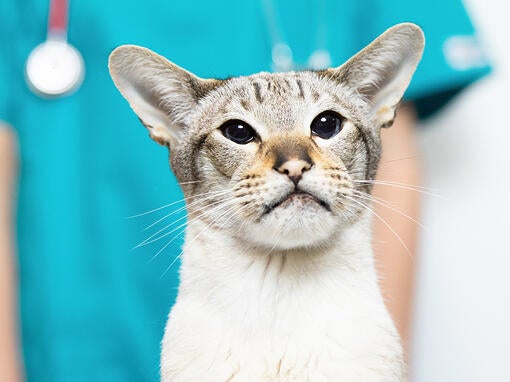 Mačka s veterinárom za chrbtom