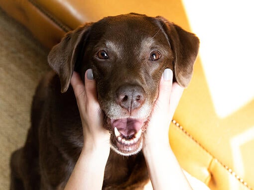 Starší čokoládový/hnedý labrador s hlavou v rukách majiteľa