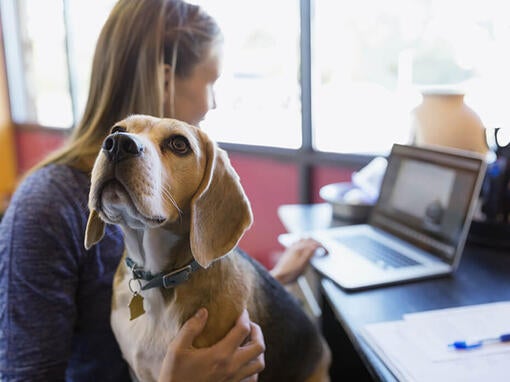 Beagle sedí majiteľke na kolenách, zatiaľ čo ona pracuje