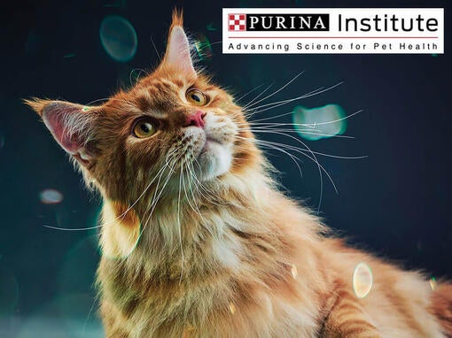 Purina inštitút a inovácie